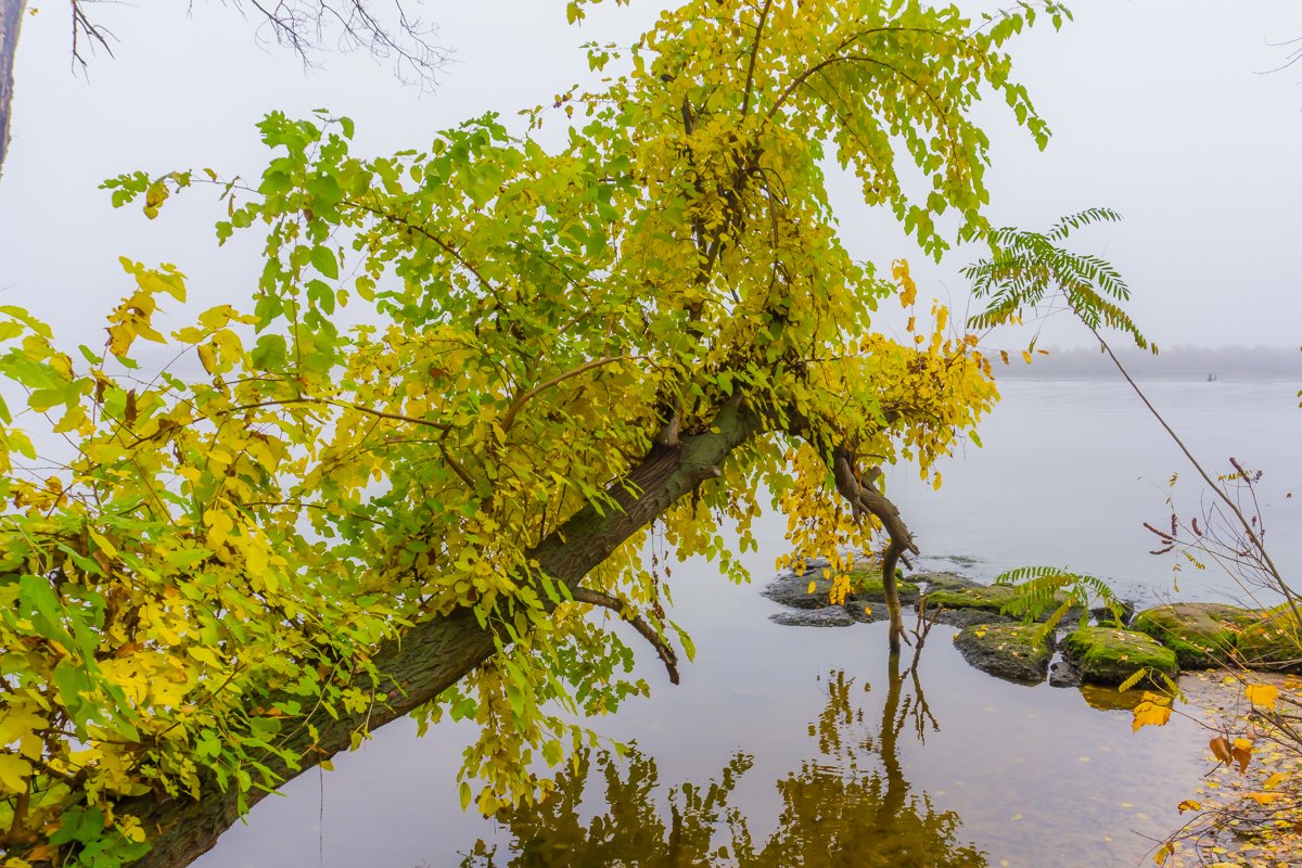 Недолго осталось деревьям укрываться  Недолго осталось деревьям укрываться