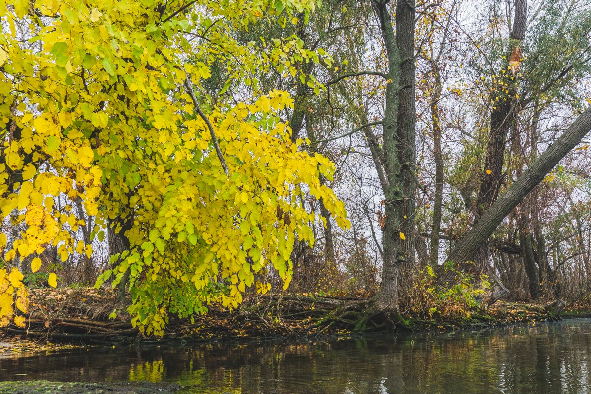 Лимонная листва разбавляет тусклый пейзаж красками Лимонная листва разбавляет тусклый пейзаж красками
