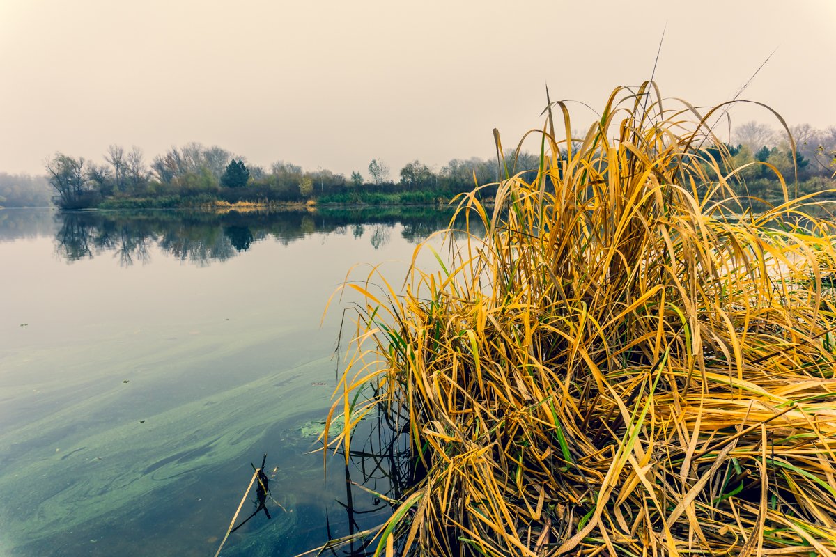 Затаиться среди камыша и слушать Затаиться среди камыша и слушать