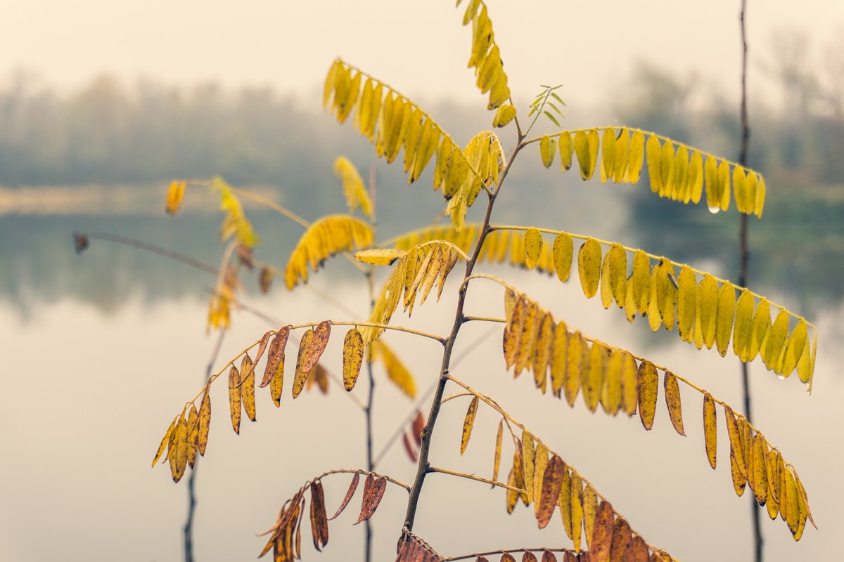 Нежные краски осени Нежные краски осени