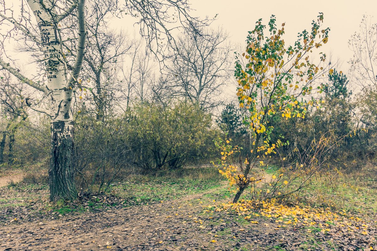 Осыпается золото с веток  Осыпается золото с веток