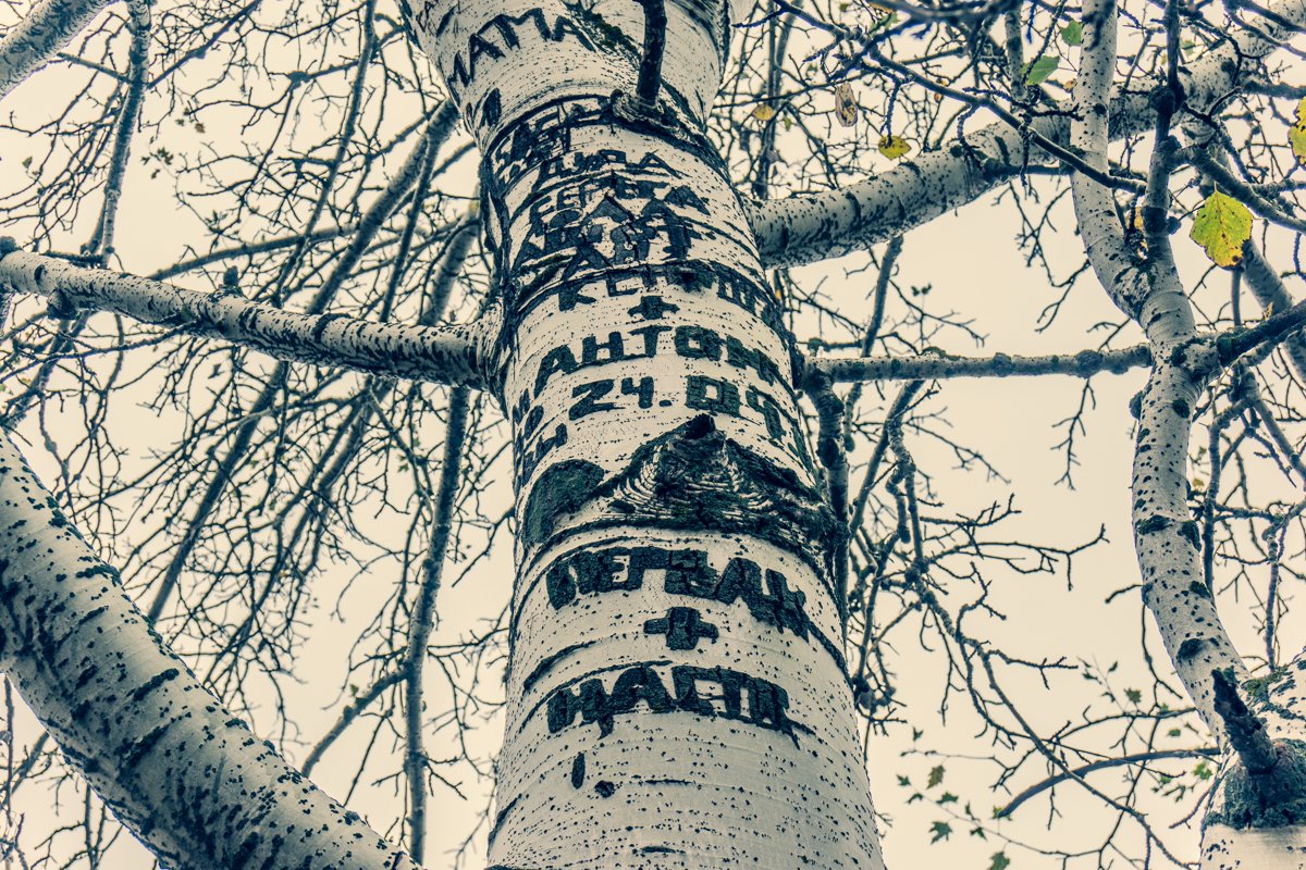 Летопись на дереве Летопись на дереве