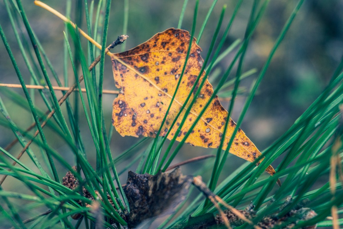 В ловушке В ловушке