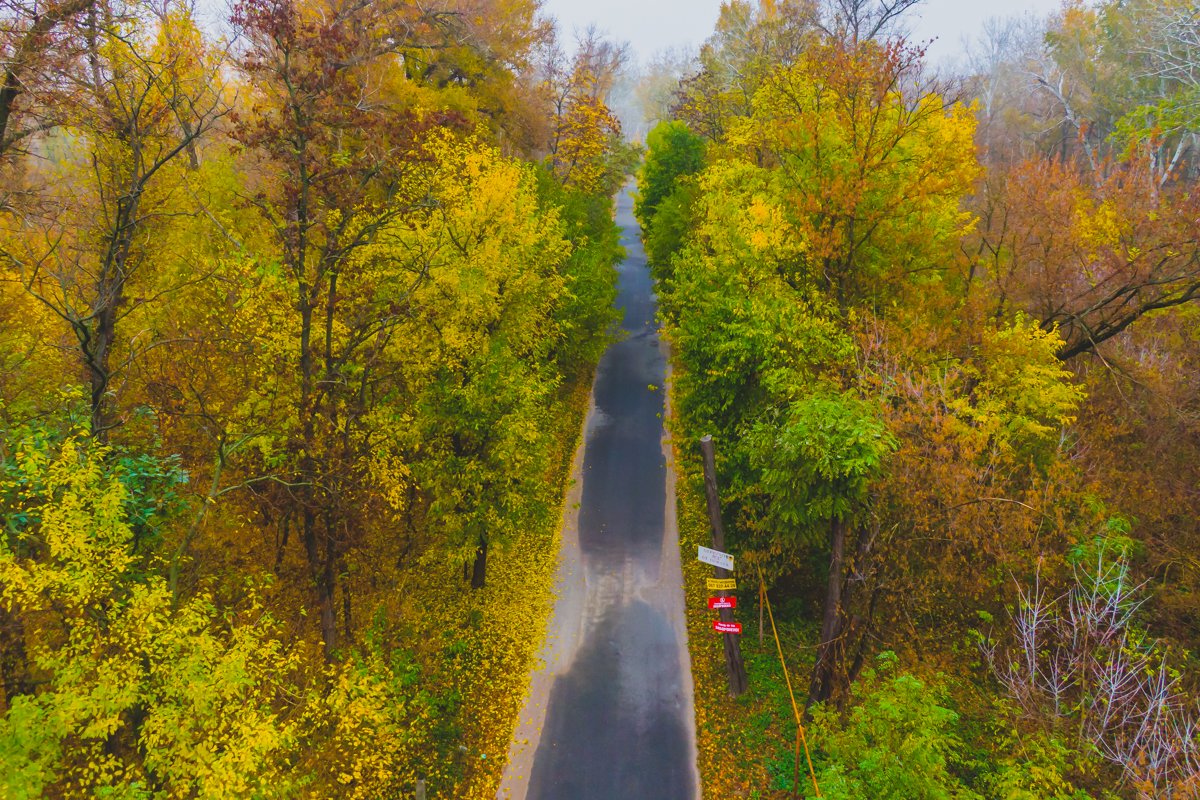 Буйство красок Буйство красок