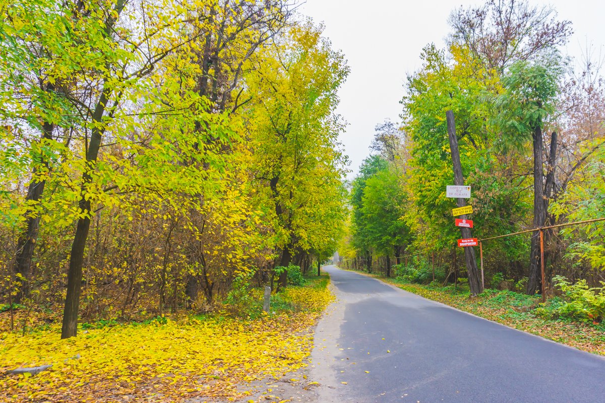 Дорога в осень Дорога в осень