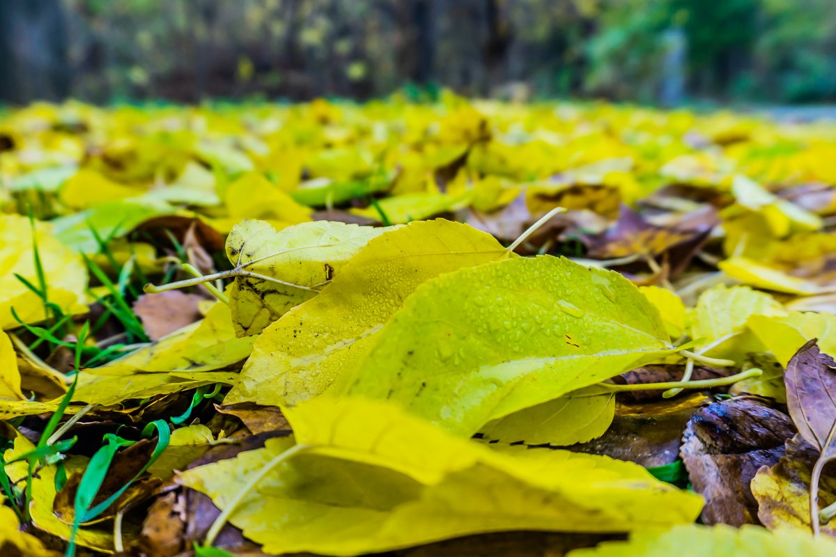 Мягкий ковер из листьев Мягкий ковер из листьев