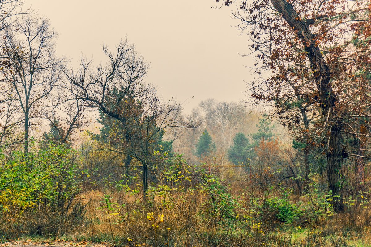 Золотая пора на исходе Золотая пора на исходе