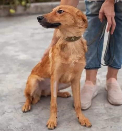 Щенок Лапа Щенок Лапа