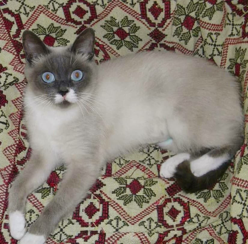 Кошка Мышка Кошка Мышка