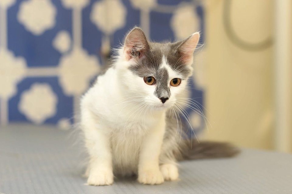 Кот Сеня Кот Сеня