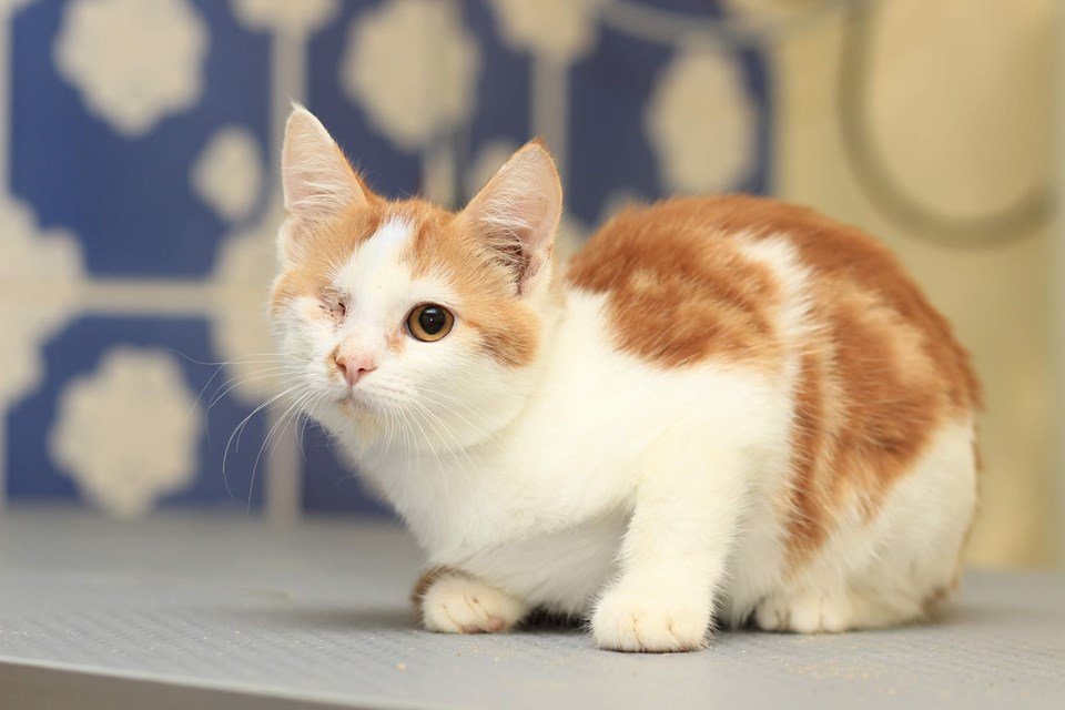 Кошка Крошка Кошка Крошка