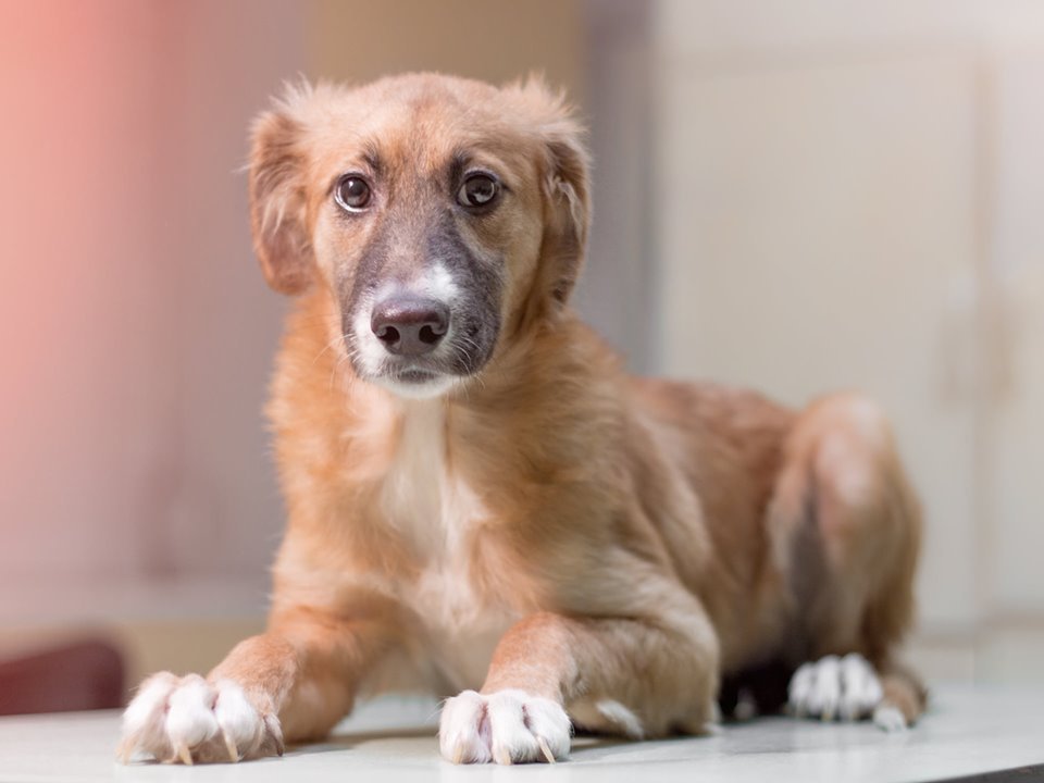 Собаня Куколка Собаня Куколка