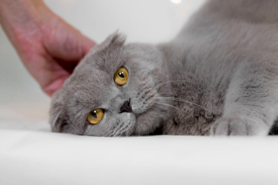 Вислоух Данечка Вислоух Данечка