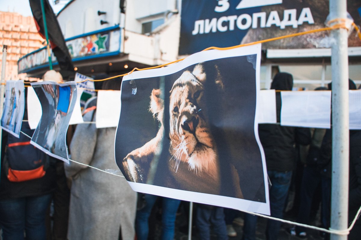 Животным не место в цирке