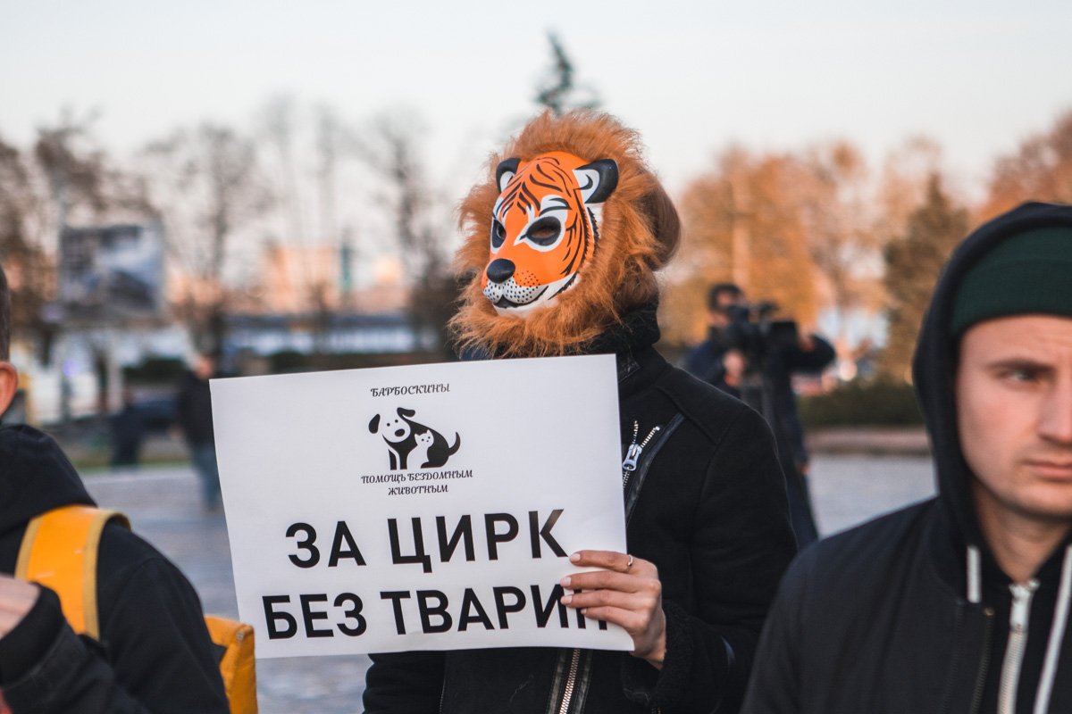 Сами выступайте в цирке, а животных не трогайте