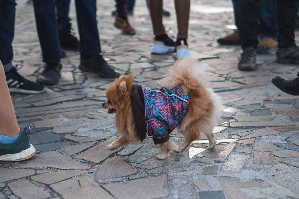 Маленький митингующий