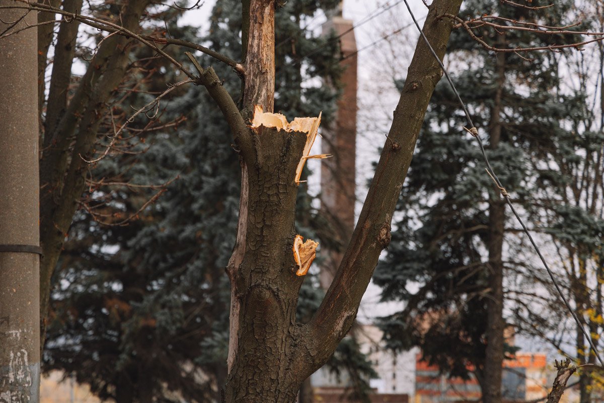 Видно, что дерево сухое Видно, что дерево сухое