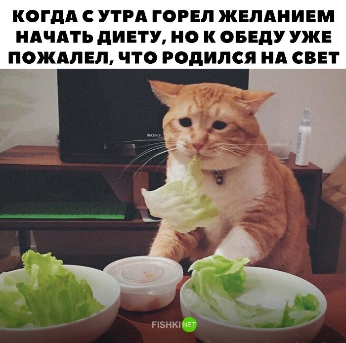 Окей, Информатор: развенчиваем мифы о лечебном голодании и недоедании 2