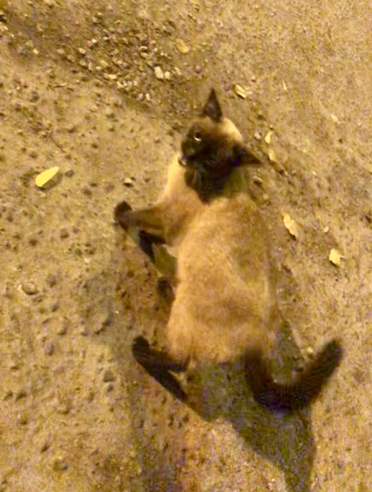 В Днепре пропало много животных: помогите найти 1