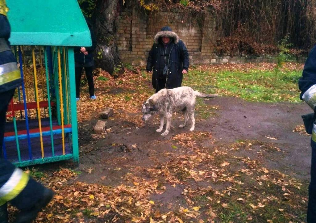 В Днепре собака застряла под домиком на детской площадке