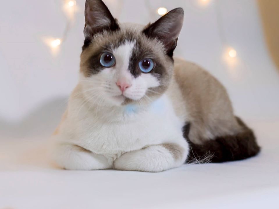 Породистый Васька