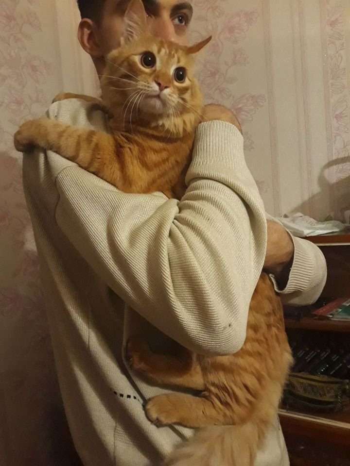 В Днепре пропало много животных: помогите найти 3