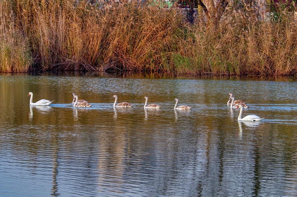Лебединая стая насчитывает 9 особей, семеро из которых - еще совсем молодые