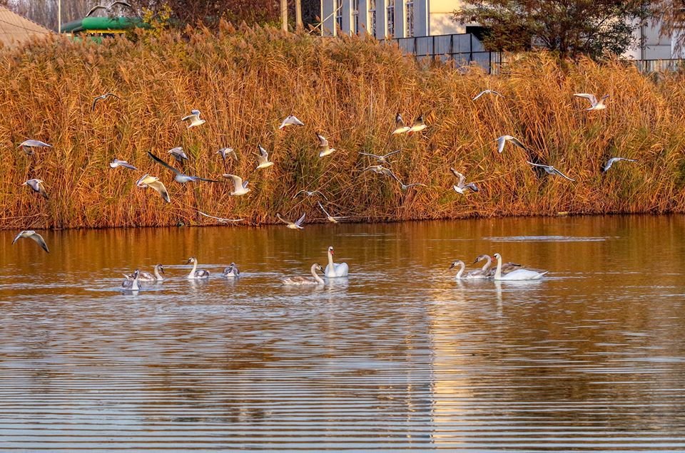 Местные жители уверяют - лебеди не часто остаются тут на зимовку