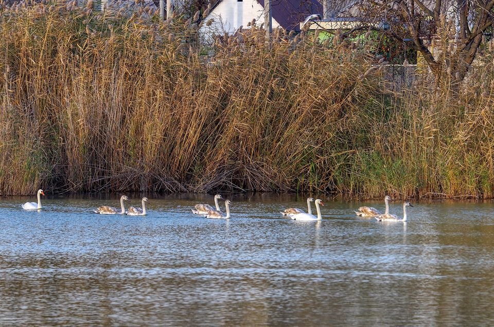 Более того, жители планируют устроить возле озера субботник и эко-толоку