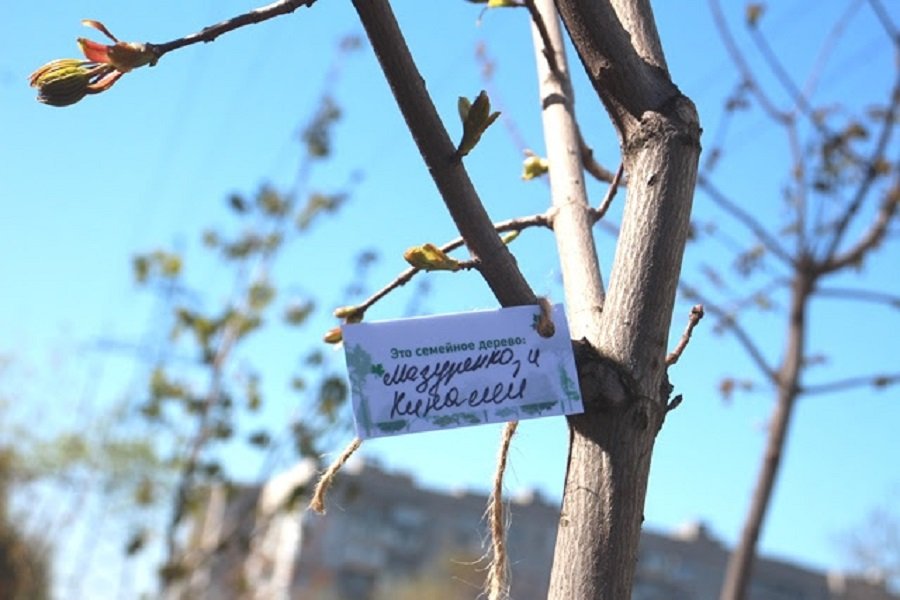 Жителей Левого берега Днепра приглашают посадить Березовый сад 3