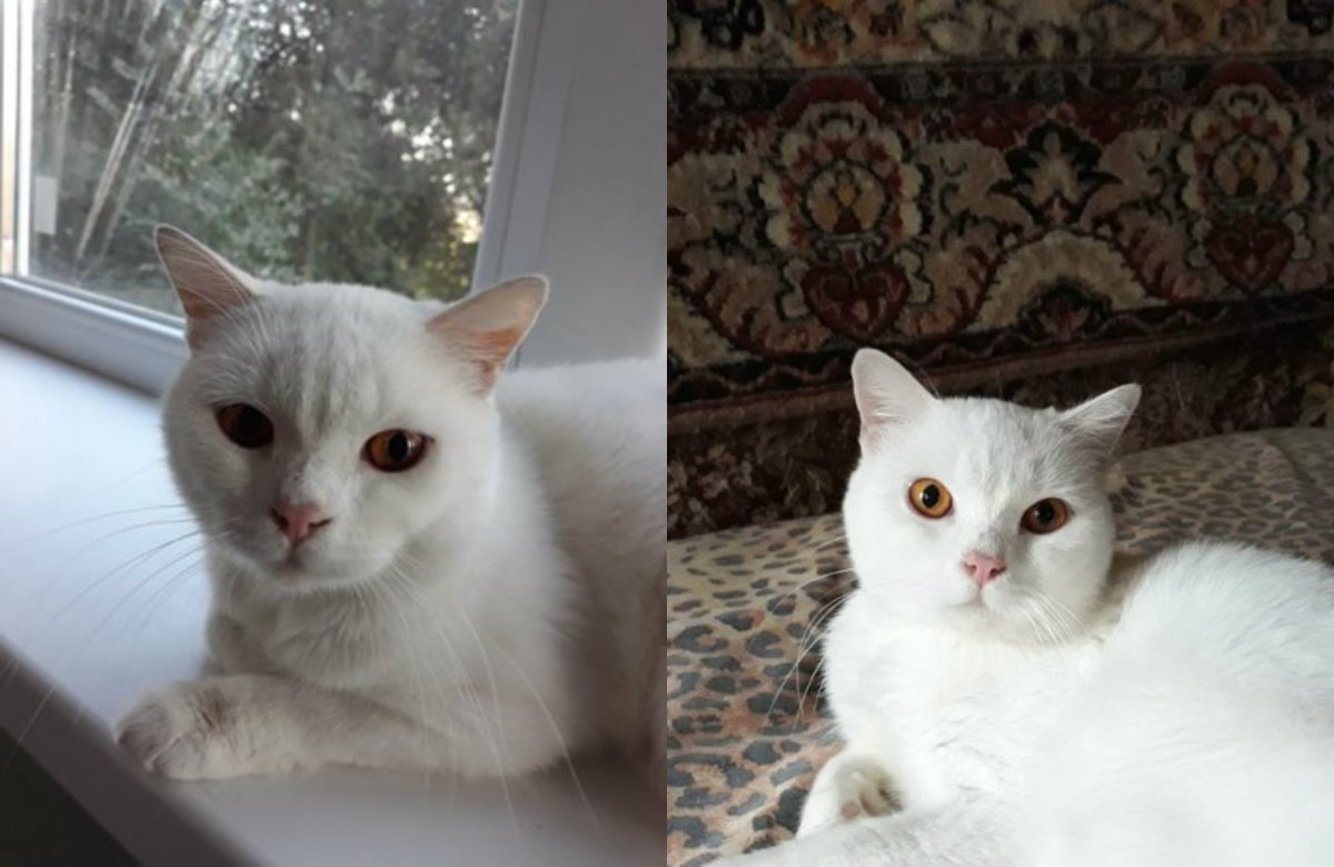 Невероятно красивый мальчик ищет любящую семью Невероятно красивый мальчик ищет любящую семью