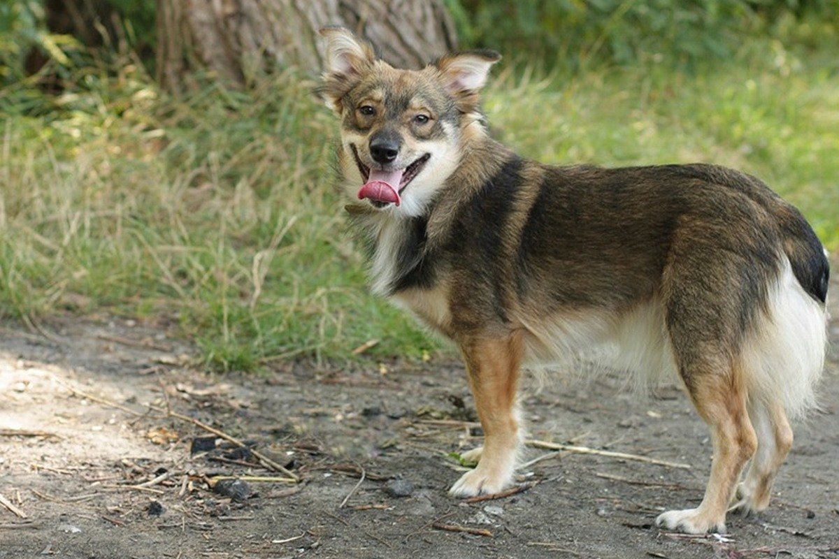 Собака-улыбака Собака-улыбака
