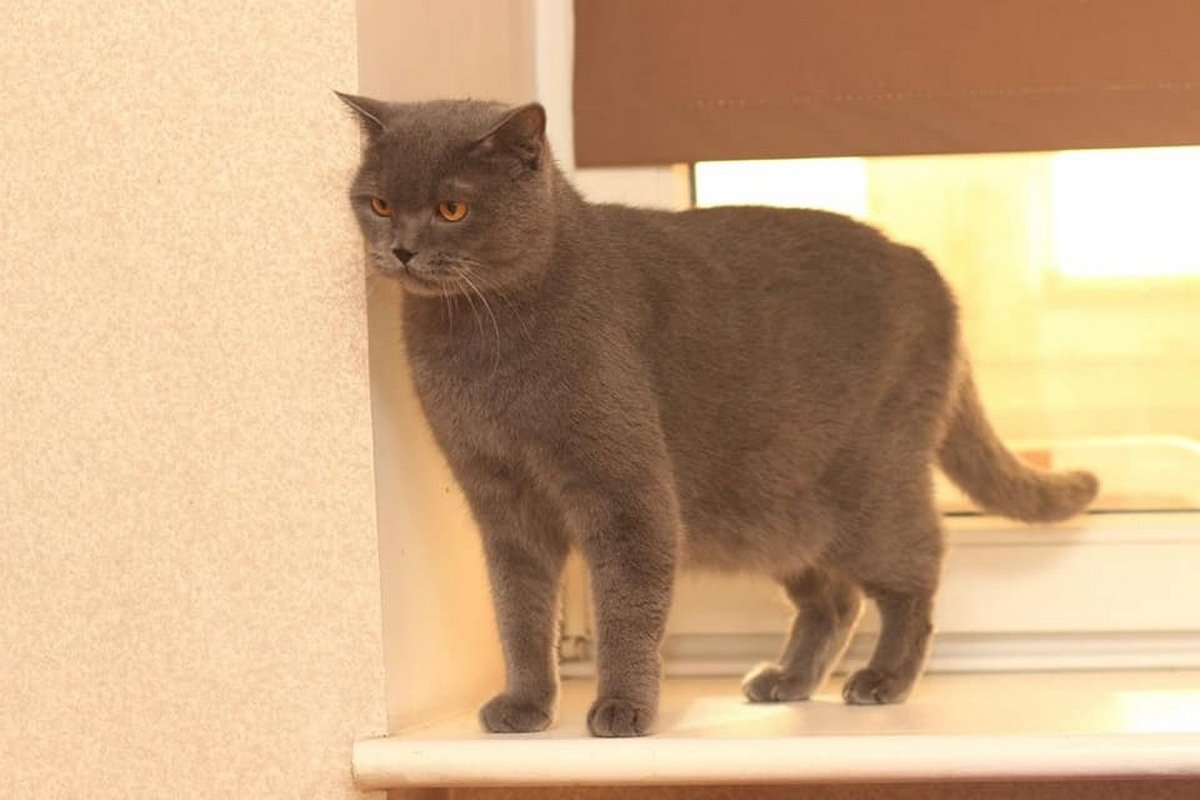 Котик явно заслуживает лучшей жизни Котик явно заслуживает лучшей жизни