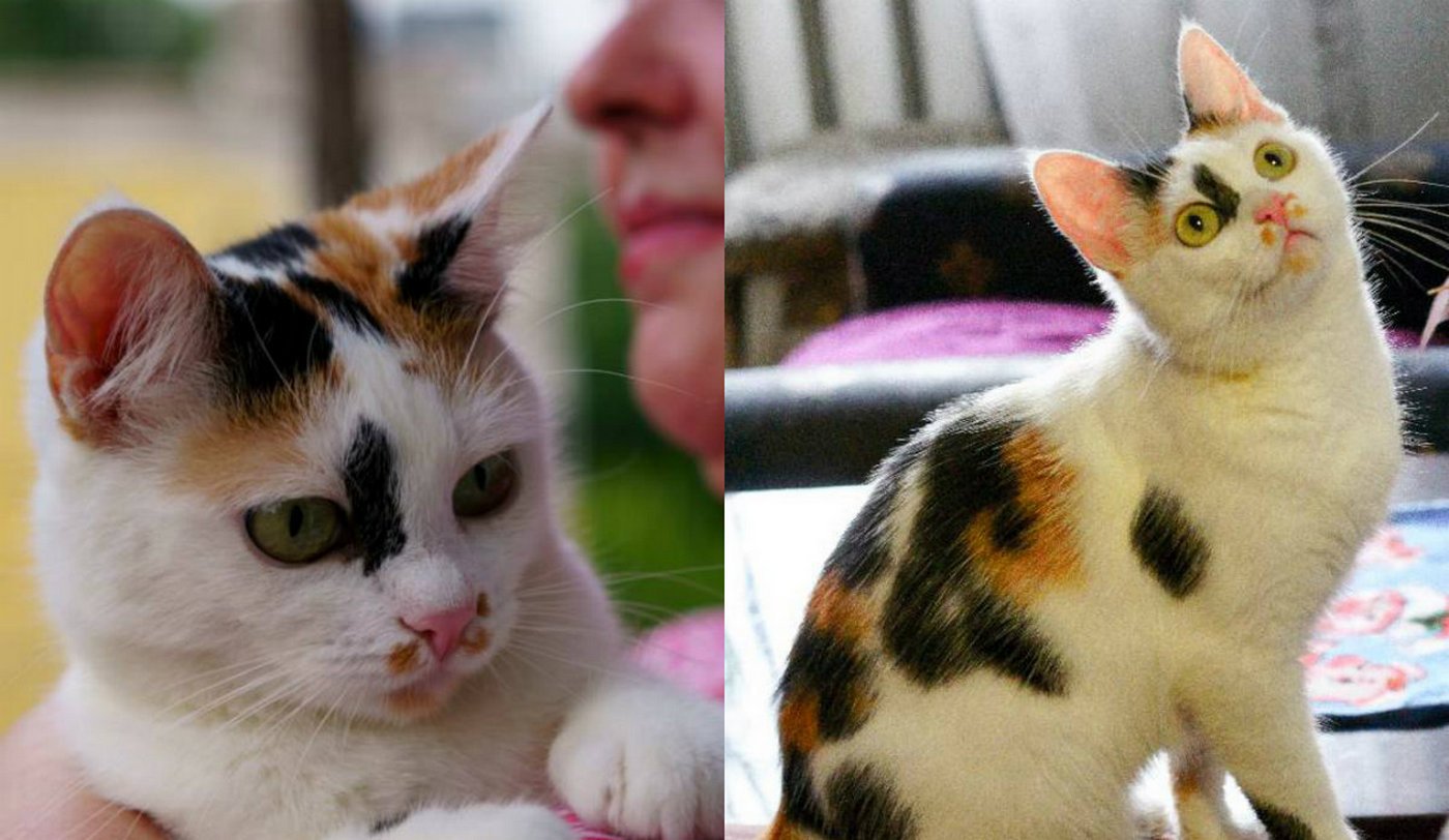 Девочка с солнышком на носике Девочка с солнышком на носике