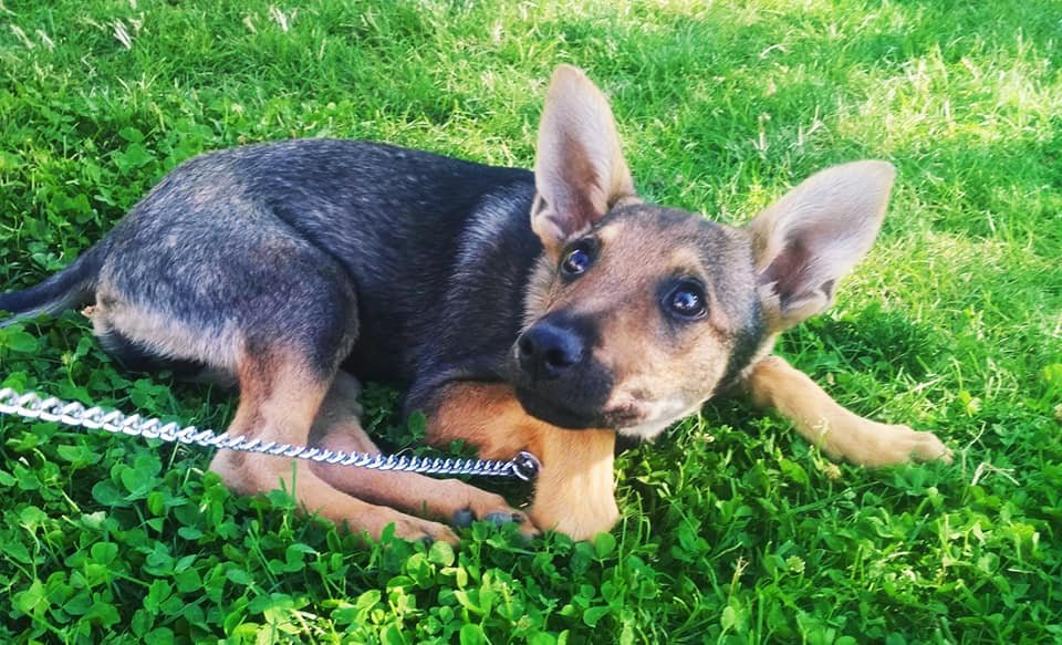 Очаровательная девочка готова охранять вас 24/7 Очаровательная девочка готова охранять вас 24/7