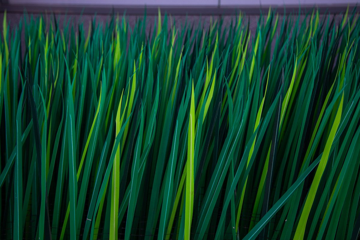 Стены обрастали травой