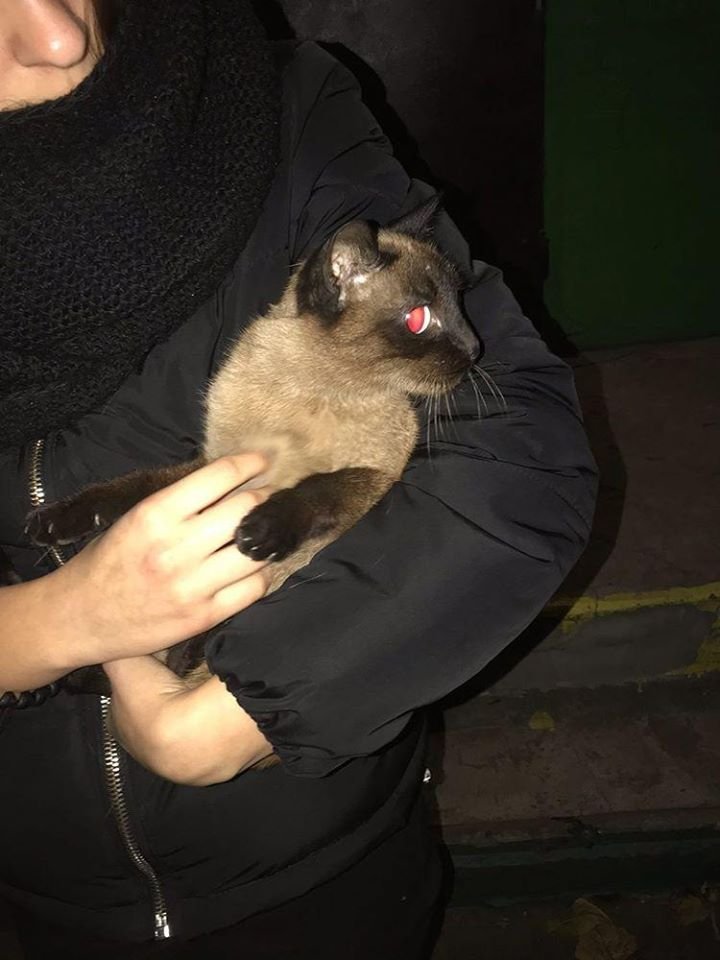 В Днепре пропало много животных: помогите найти 1