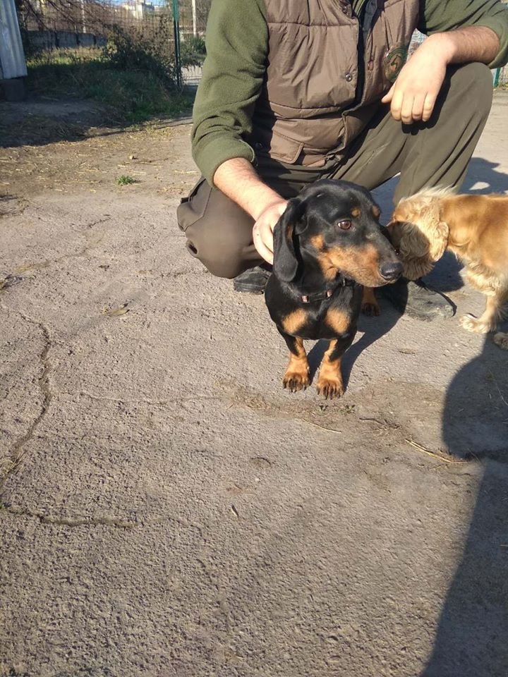 В Днепре пропало много животных: помогите найти 2