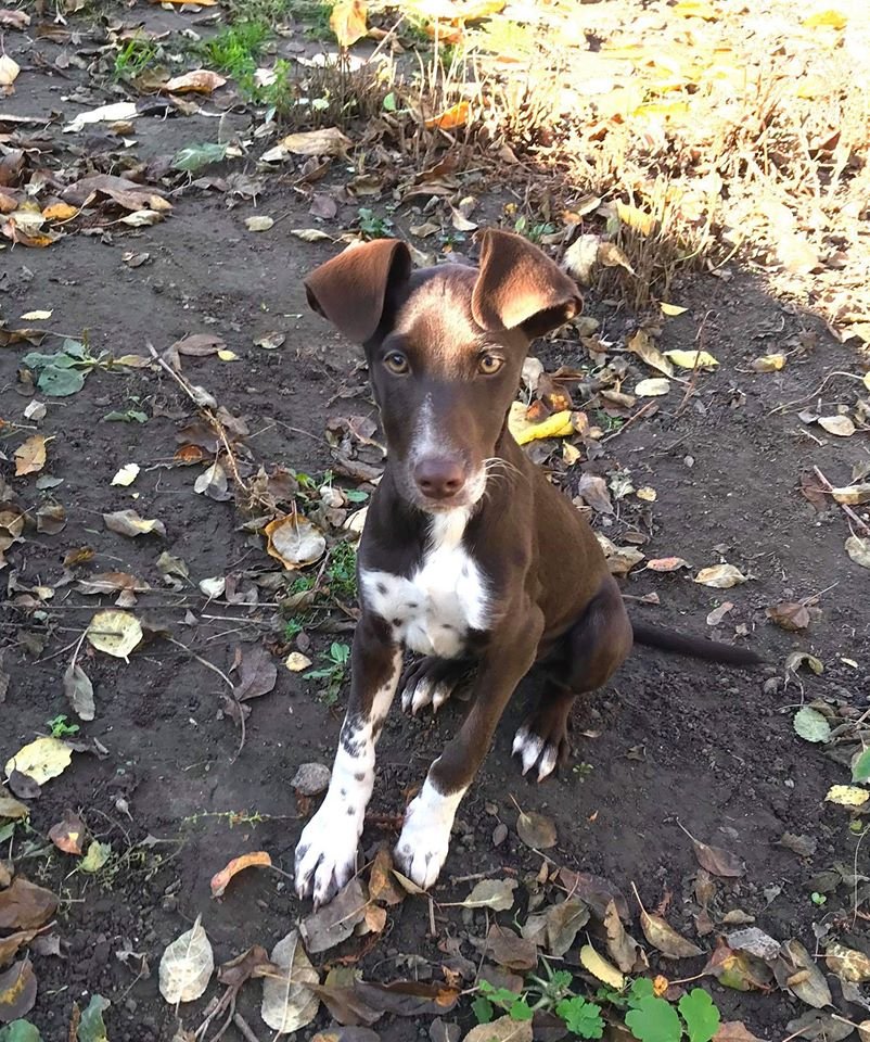 В Днепре пропало много животных: помогите найти 3