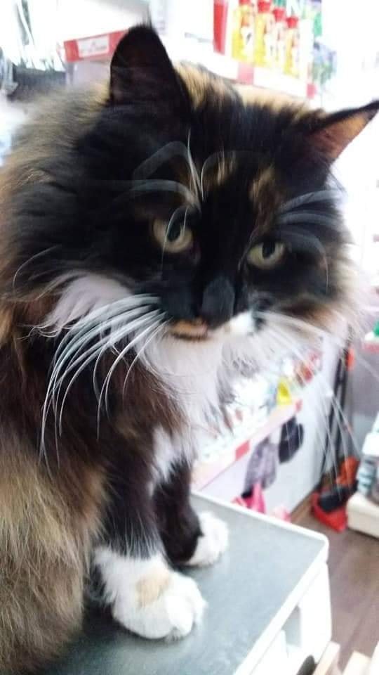 В Днепре пропало много животных: помогите найти 4