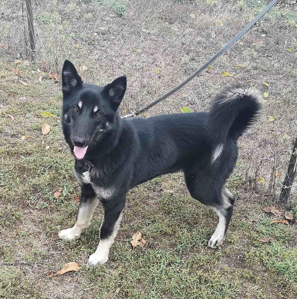 В Днепре пропало много животных: помогите найти 5