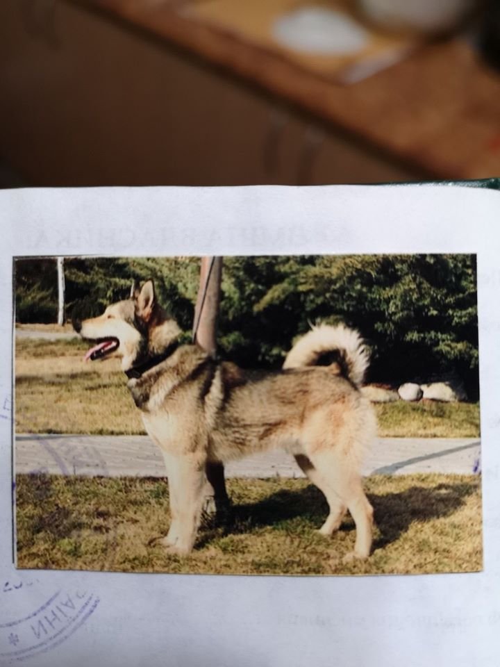 В Днепре пропало много животных: помогите найти 6