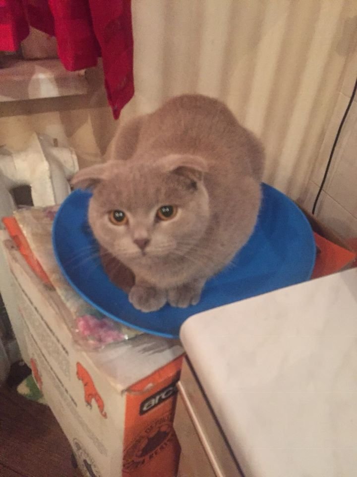 В Днепре пропало много животных: помогите найти 7