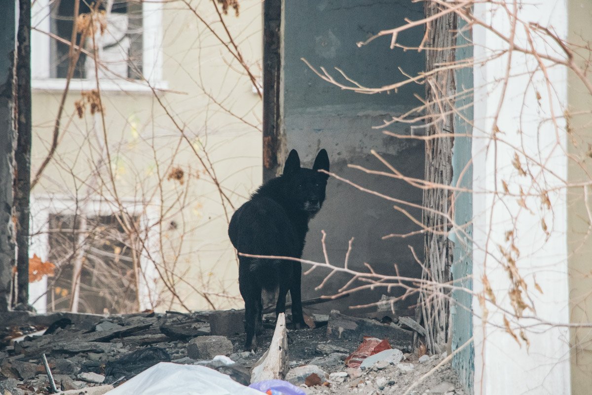 Место облюбовали собаки Место облюбовали собаки