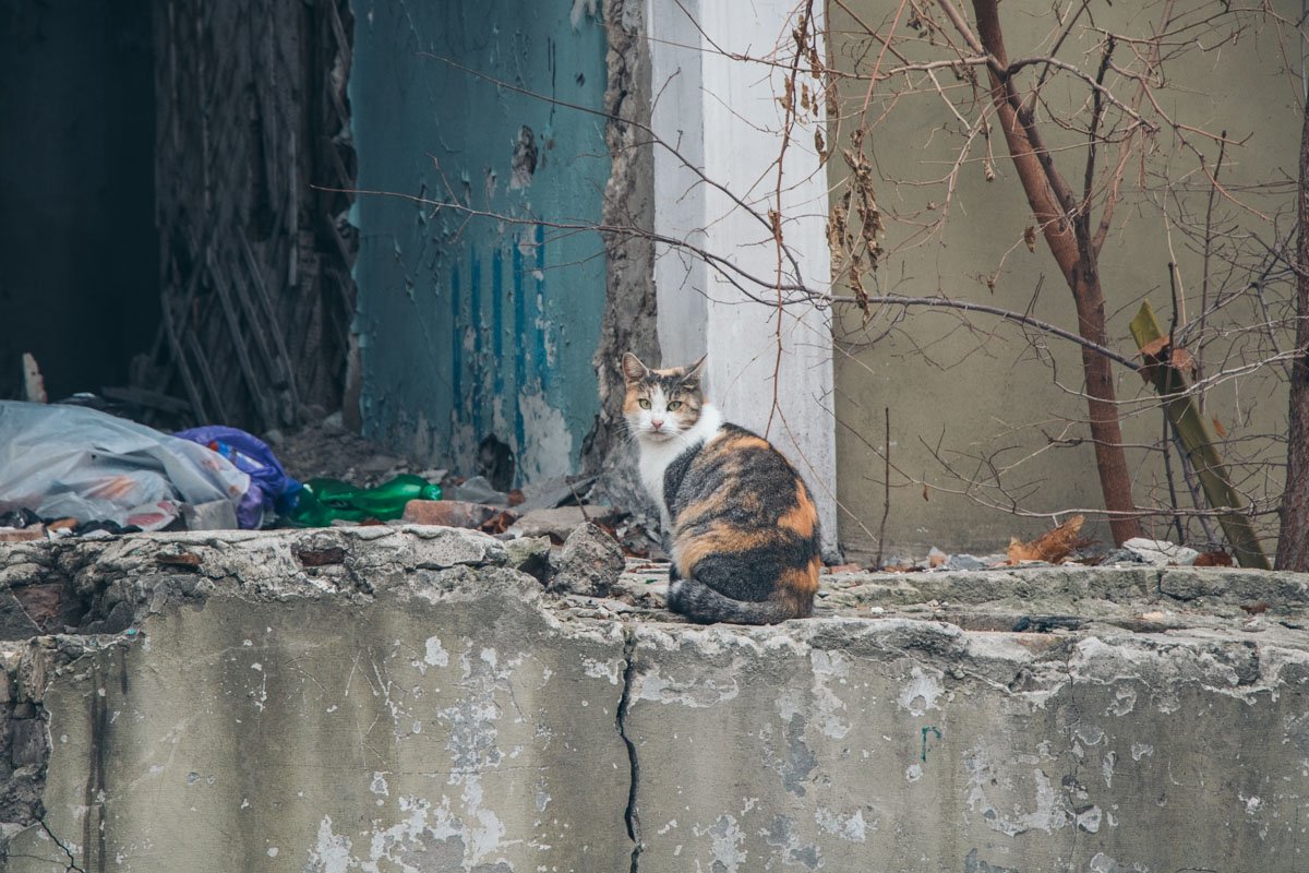 И котики И котики