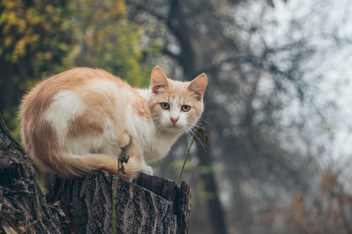 Котикам нравится Котикам нравится