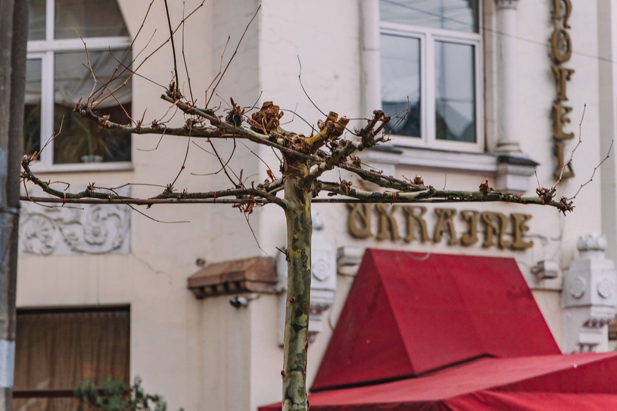 А вот и деревья А вот и деревья