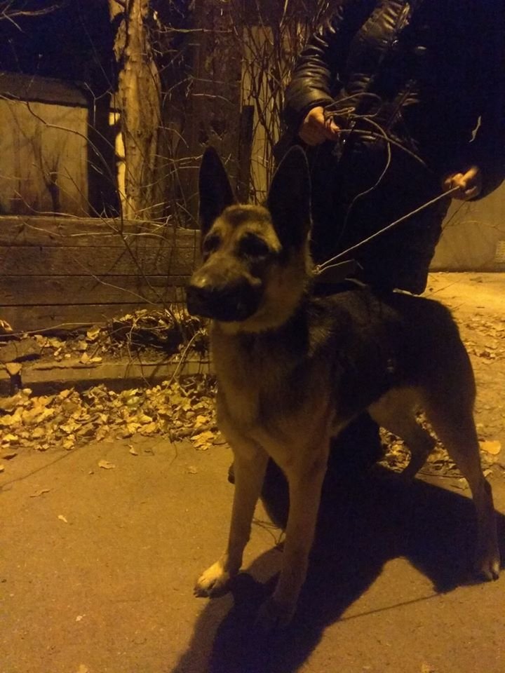 В Днепре пропало много животных: помогите найти 1