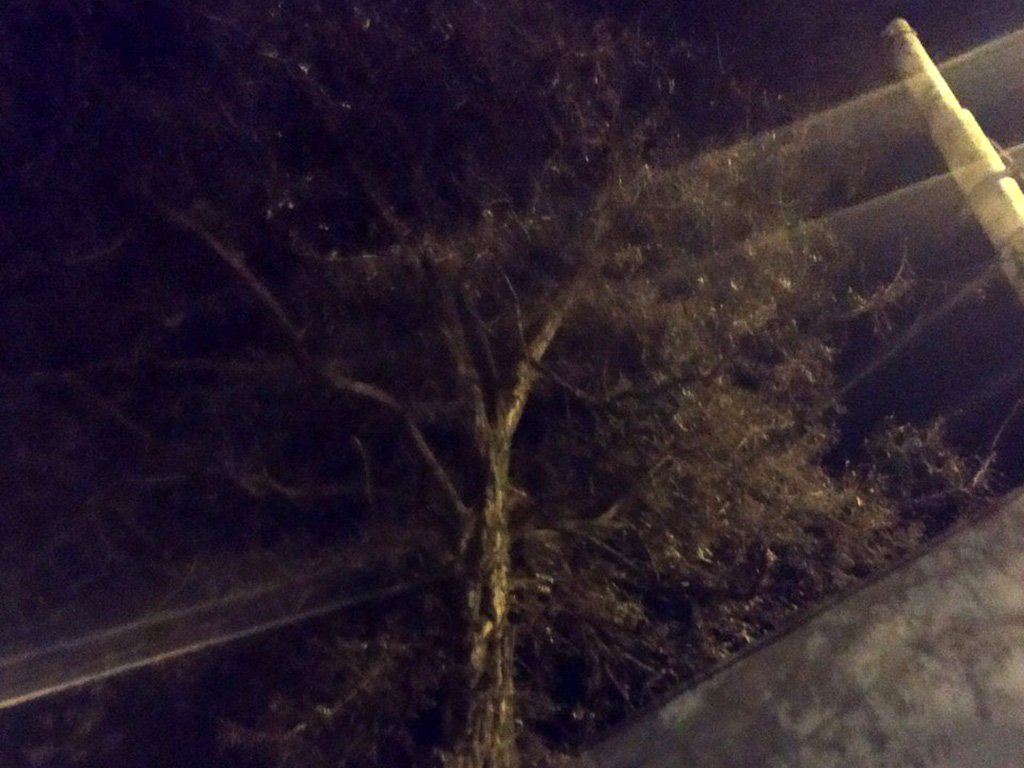 Котенок взобрался на 12-метровое дерево на улице Философской 