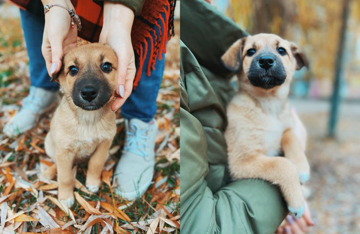 Милейшее создание Милейшее создание